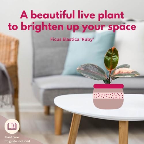 BubbleBlooms Ficus Elastica Ruby, 4 inch Ficus Ruby Indian Rubber Tree