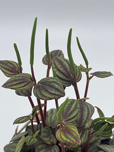 BubbleBlooms Peperomia Piccolo Banda, albovittata, in a 4 inch Pot, Rare Pep
