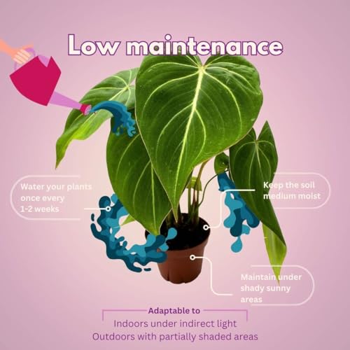 BubbleBlooms Philodendron Gloriosum in a 4 inch Pot, Velvet Philodendron, Creeper Plant