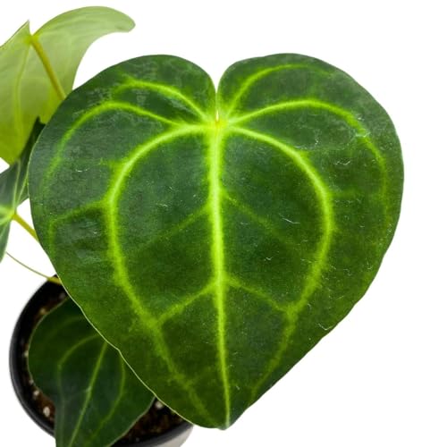 BubbleBlooms Anthurium Clarinervium Matuda in a 4 inch Pot Velvet Cardboard Rare Anthurium