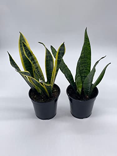 BubbleBlooms Snakeplant Variety Bundle, 2 Different Snake Plants in 4 inch pots, Dracaena trifasciata