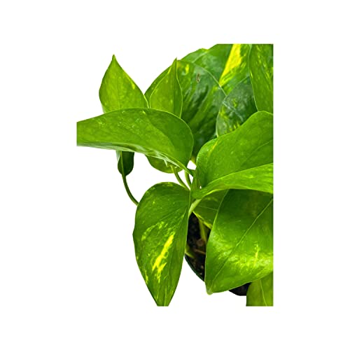 BubbleBlooms Devil's Ivy Golden Pothos in a 4 inch Pot Epipremnum Pinnatum Aureum