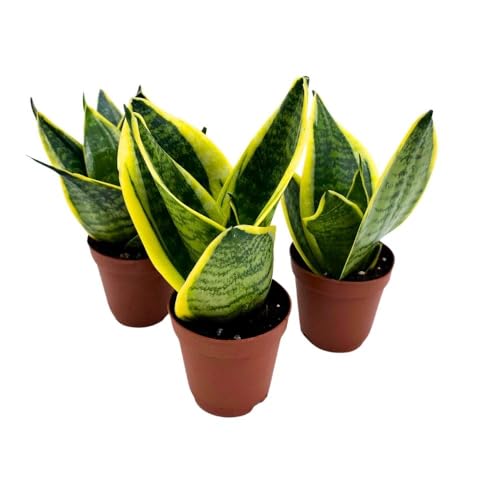 BubbleBlooms Dwarf Variegated Sansevieria trifasciata, 2 inch Set of 3, Snakeplant Rosettes