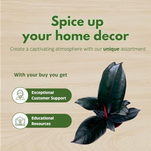 BubbleBlooms Ficus elastica Burgundy, Rubberplant, India Rubber Plant, India Rubber Tree fig in a 4 inch Pot