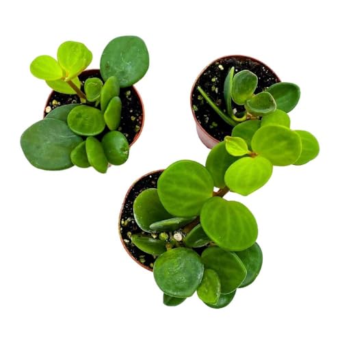 BubbleBlooms Peperomia Hope, 2 inch Set of 3, tetraphylla Tiny Mini Pixie Plants