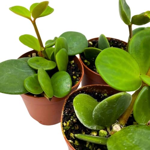 BubbleBlooms Peperomia Hope, 2 inch Set of 3, tetraphylla Tiny Mini Pixie Plants