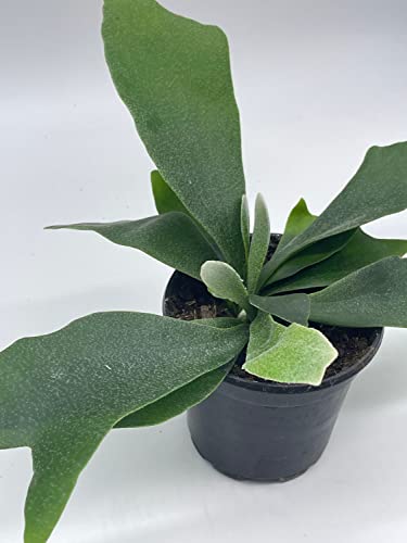 BubbleBlooms Staghorn Fern, in a 4 inch Pot, Platycerium bifurcatum Elkhorn
