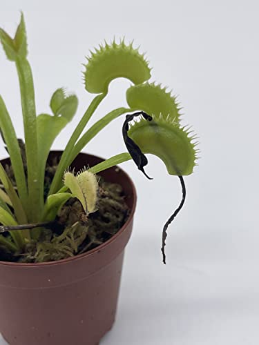 BubbleBlooms Carnivorous Plant in 2 inch Pot, Perennial Living Bug Catcher Tiny Mini Pixie Plant