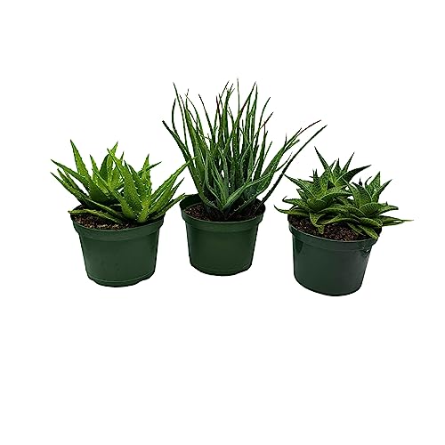 BubbleBlooms Aloe Assortment, Aloe Variety Set of 3, Grower's Choice in 6 inch pots