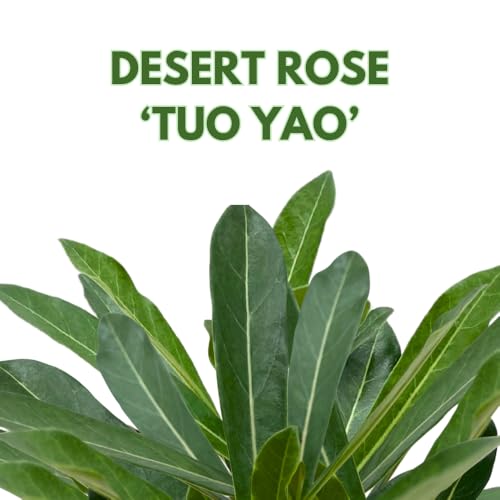 BubbleBlooms Desert Rose Tuo Yao in a 4 inch Pot Extremely Rare Flower