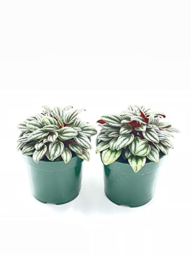BubbleBlooms Peperomia Rosso albovittata in a 4 inch Pot