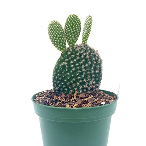 BubbleBlooms Bunny-Ears Prickly-pear Snow White in a 4 inch Pot Opuntia microdasys