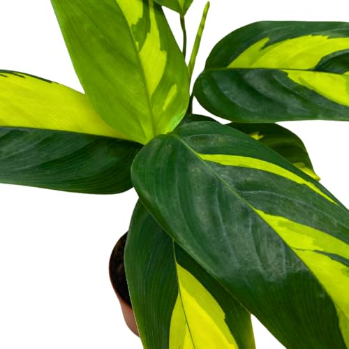 BubbleBlooms Calathea Pilosa in a 2 inch Pot Tiny Minie Pixie Plant