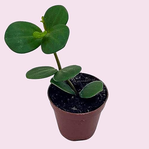 BubbleBlooms Peperomia Hope in a 2 inch Pot Trailing Jade peperomia rotundifolia Tiny Mini Pixie Plant