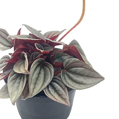 BubbleBlooms Peperomia Mendoza, 4 inch Rare Pep