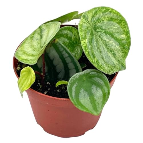 BubbleBlooms Harmony's Gold dust Variegated Watermelon Peperomia in a 4 inch Pot