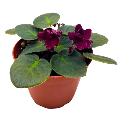 Harmony Foliage Tomahawk African Violet Saintpaulia 4 inch