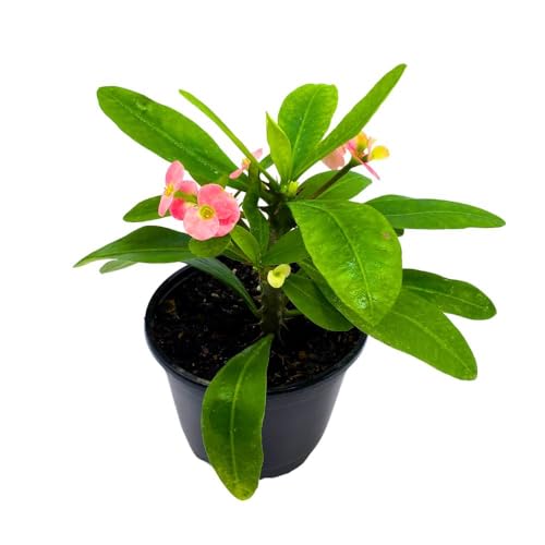 BubbleBlooms Crown of Thorns in a 5 inch Pot Flowering Euphorbia Milii