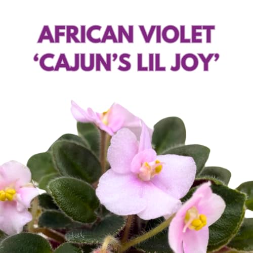 Harmony Foliage Mini African Violet Cajun's Lil Joy 2 inch Pink Flower