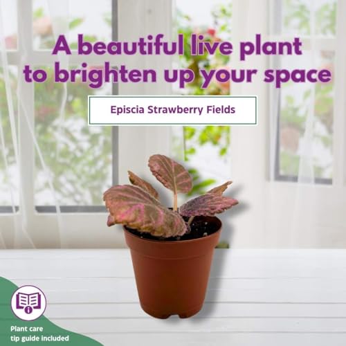 Harmony Foliage Episcia Strawberry Fields Flame Violet 2 inch