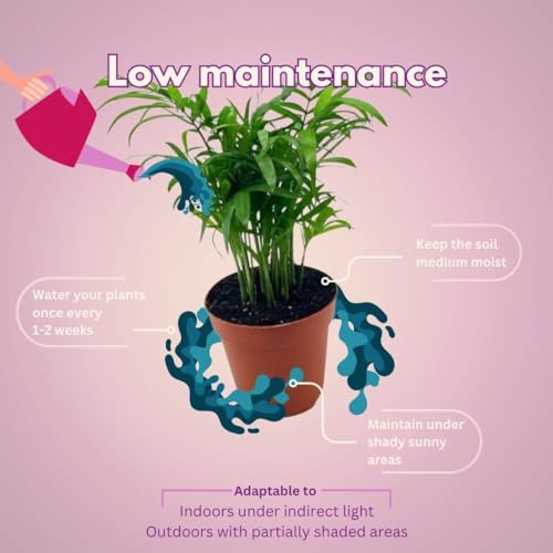 BubbleBlooms Bamboo Palm in 4 inch Pot, Chamaedorea Parlor Palm, Clustered Reed Cane Palm