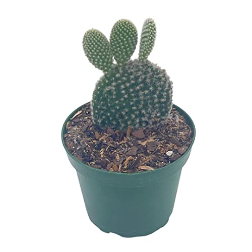 BubbleBlooms Bunny-Ears Prickly-pear Snow White in a 4 inch Pot Opuntia microdasys