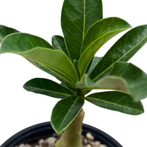 BubbleBlooms Desert Rose Julius Caesar in a 4 inch Pot Extremely Rare Flower