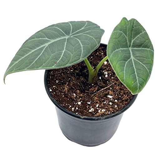 BubbleBlooms Alocasia Melo Maharani, White Velvet, Grey Dragon Plant, Alocasia Hybrid in a 4 inch Pot Live Rooted Potted Rare Succulent