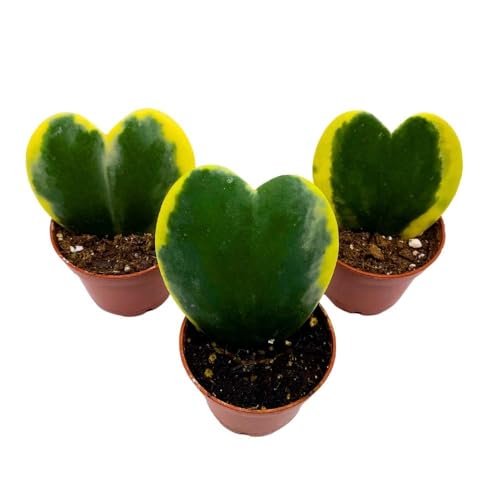 BubbleBlooms Variegated Hoya Kerrii, 2 inch Set of 3, Sweetheart Plant Valentine Tiny Mini Pixie Plants