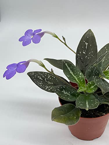 Harmony Foliage michaelmoelleria vietnamensis, Big Mike, in a 4 inch Pot New Genus