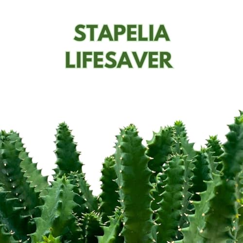 BubbleBlooms Lifesaver Stapelia Huernia Zebrina in a 6 inch Pot