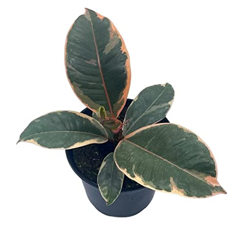 BubbleBlooms Ficus Tineke in a 4 inch Pot Variegated Elastica Rubberplant, Pink and White Rubber Plant