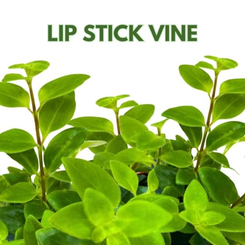 BubbleBlooms Lipstick Vine Plant - Thumbnail 4