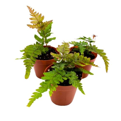 BubbleBlooms Mahogany Fern 2 inch Set of 3 Didymochlaena truncatula Tiny Mini Pixie Plants