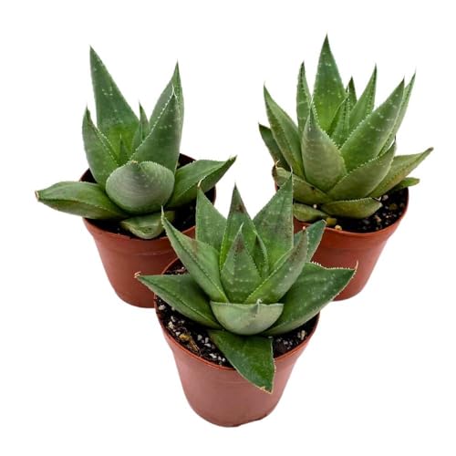 BubbleBlooms Haworthia Savanna White Beauty, 2 inch Set of 3, Rare Aloe Succulent Tiny Mini Pixie Plant