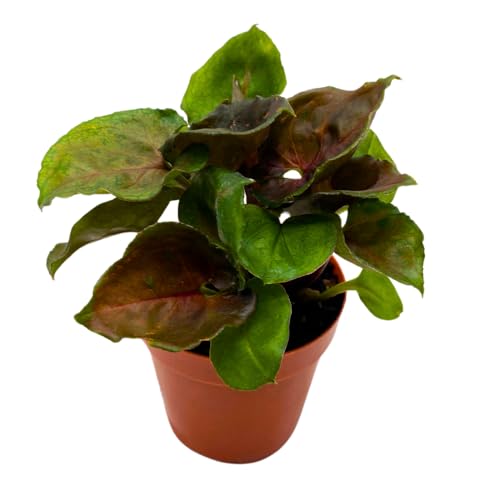 BubbleBlooms Syngonium Red Allusion in a 2 inch Pot Tiny Mini Pixie Plant