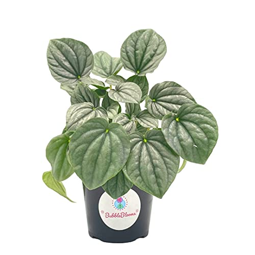 Generic Emerald Ripple Peperomia, Emerald Ripple Pepper, Platinum, Ivy-Leaf Peperomia, Green Ripple Peperomia, Peperomia caperata Yunck,4 inch Small