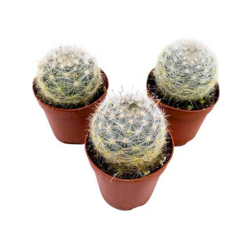 BubbleBlooms Powder Puff Cactus 2 inch Set of 3 Mammillaria bocasana White Yellow Crown of Flowers Tiny Mini Pixie Plants