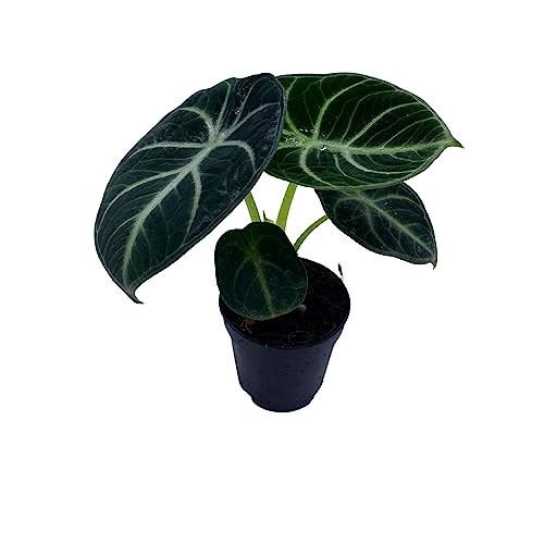 BubbleBlooms Alocasia Ninja, Black Ninja, Black Velvet Ninja in 2 inch Pot