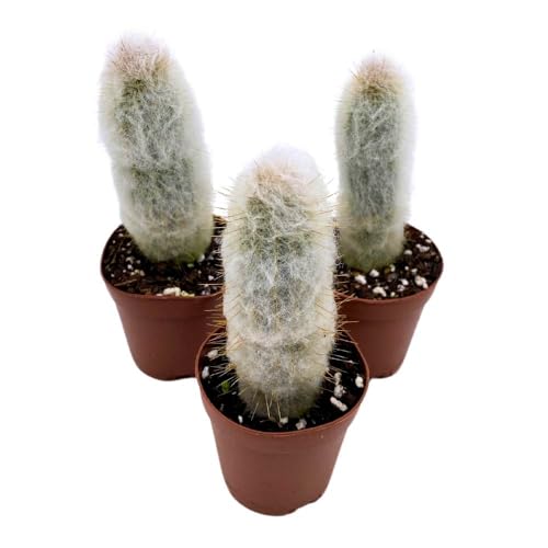 BubbleBlooms Silver Torch Cactus Cleistocactus strausii, 2 inch Set of 3, Wooly Torch Tiny Mini Pixie