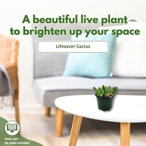 BubbleBlooms Lifesaver Huernia Zebrina, Starfish Stapelia Cactus, Live in a 4 inch Pot