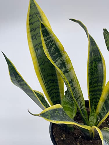 BubbleBlooms Snakeplant Variety Bundle, 2 Different Snake Plants in 4 inch pots, Dracaena trifasciata