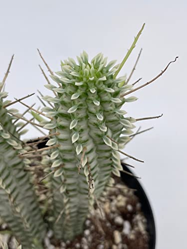 BubbleBlooms White Euphorbia Mammillaris in a 4 inch Pot Corncob Corkscrew Euphorbia