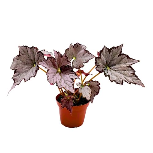 Harmony Foliage Begonia Sierra Silver Mist, 4 inch Gray Silver Black Edge Rhizomatous Rhizo