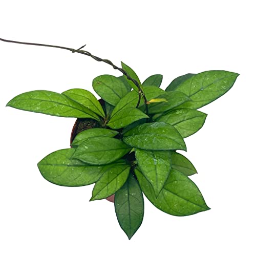 BubbleBlooms Hoya Crassiopetiolata in a 4 inch Pot Rare Limited Availability Hoya