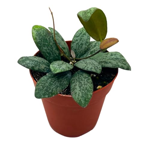 BubbleBlooms Hoya Sigilatis in a 4 inch Pot