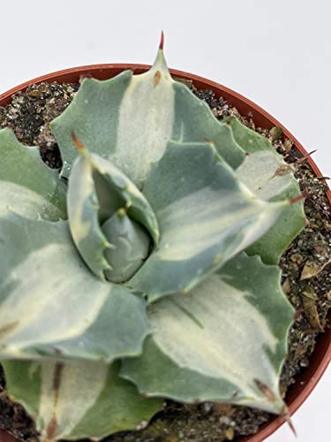 BubbleBlooms Agave Potatorum, 3 inch, Variegated Rare Agave Aloe Cactus