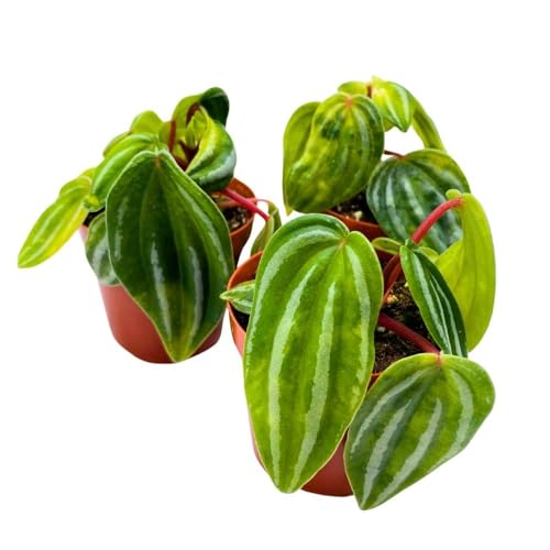 Harmony Foliage Peperomia Mini Watermelon, 2 inch Set of 3, verschaffeltii Unique Rare Pep