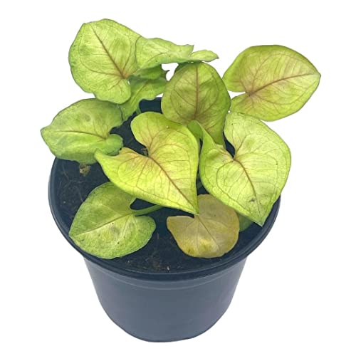 BubbleBlooms Syngonium Cream Podophyllum in a 4 inch Pot