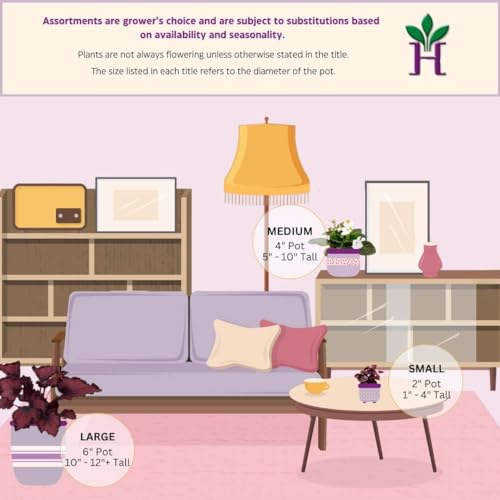 BubbleBlooms Green Ripple Peperomia Frost in a 2 inch Pot Emerald Ripple Pepper, caperata, albovittata